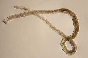 L5_male Figure A