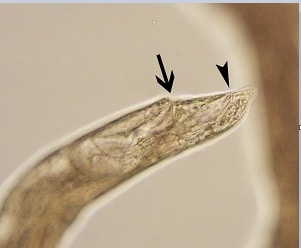 L5_post Figure D