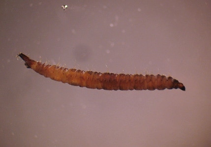 Figure F: Aquatic larvae of flies. The free-living aquatic larvae of various flies breed in standing water, including toilets, leading to the misconception they came from stool or urine. The presence of prolegs, a head capsule, breathing tubes (arrow, Figure E), segmentation and/or setae will usually distinguish them from true parasitic worms.