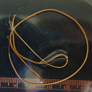 Figure C: Horsehair worms (<em>Gordius</em> and related). Horsehair worms are parasites of insects and may be found in households and end up in toilets. As a result, they are often sent to the public health laboratories for identification. Images courtesy of the Wisconsin State Laboratory of Hygiene.