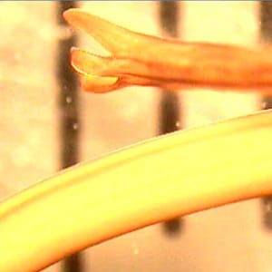 Figure D: Horsehair worms (<em>Gordius</em> and related). Horsehair worms are parasites of insects and may be found in households and end up in toilets. As a result, they are often sent to the public health laboratories for identification. Images courtesy of the Wisconsin State Laboratory of Hygiene.