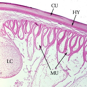 Ascaris_cuticle_cross_section.jpg Figure F: Cross-section of the cuticle of an adult <em>A. lumbricoides</em>, stained with H&E. Shown here are the cuticle (CU), and immediately below the cuticle, the thin hypodermis (HY). Also shown are the prominent muscle cells (MU) and one of the lateral chords (LC).