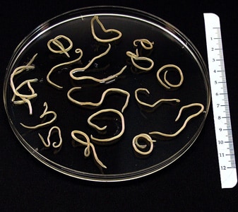 Baylisascaris_GA1adults.jpg Figure A: Several adults of <em>B. procyonis</em> from a raccoon