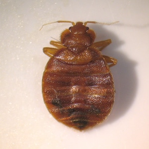 Figure B: Close-up of one of the adults in Figure A.