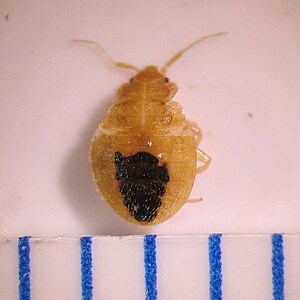Figure E: Nymph of <em>C. lectularius</em>. The blue marks represent 1 mm.