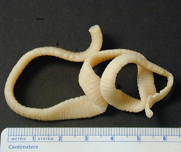 Bertiella_proglottids_BAM1.jpg Figure B: Proglottids of <em>Bertiella</em> sp.