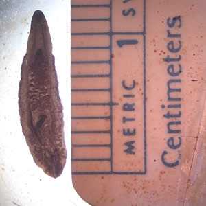 Clonorchis_adult_web.jpg Figure A: Adult of <em>C. sinensis</em>.