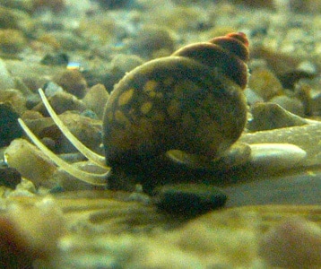 Bithynia_tentaculata_Manas.jpg Figure B: Bithynia sp., another common intermediate host of <em>C. sinensis</em>. Image courtesy of Michal Maňas.