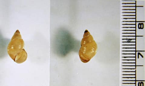 P_manchouricus_KoreaA.jpg Figure A: Shells of <em>Parafossarulus manchouricus</em>, the most common snail host of <em>C. sinensis</em> in endemic areas in southeast Asia. Image courtesy of the Web Atlas of Medical Parasitology and the Korean Society for Parasitology.