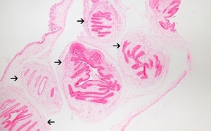 tissue_coen_B Figure B