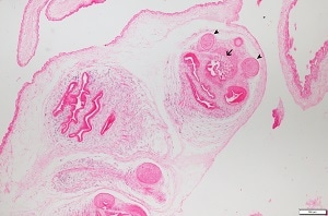 tissue_coen_C Figure C