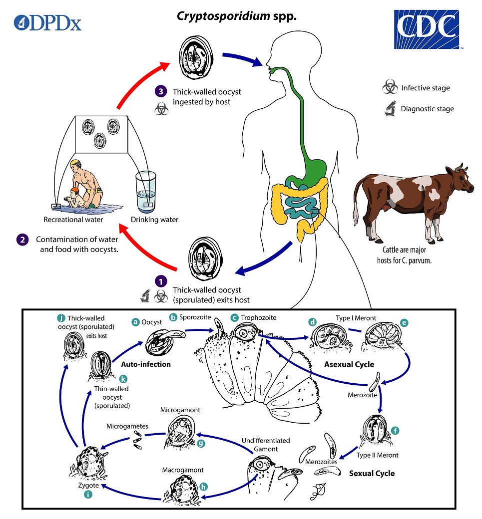 Cryptosporidium_LifeCycle_19 lifecycle