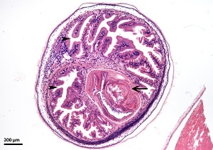 Cysticercus_C Figure C: <em>T. solium</em> cysticercus in swine muscle tissue, H&E stained. Note the armed scolex (arrow) and convoluted spiral canal (darts).