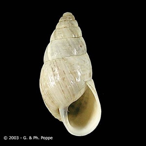 Zebrina_Conchology_A.jpg Figure A: Zebrina detrita, a common first intermediate host for D. dendriticum. Image courtesy of Conchology, Inc, Mactan Island, Philippines.
