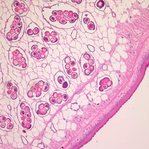 Dcaninum_proglottid_he.jpg Figure A: Cross-section of a <em>D. caninum</em> proglottid stained with H&E. Image taken at 100x magnification.