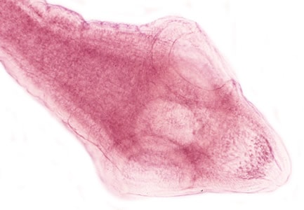 Dcaninum_scolex.jpg Figure A: <em>D. caninum</em> scolex.