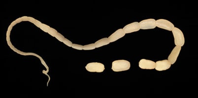 Dcaninum_adult.jpg Figure A: Adult tapeworm of <em>D. caninum</em>. The scolex of the worm is very narrow and the proglottids, as they mature, get larger.