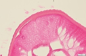 SQ_Dt_C Figure C