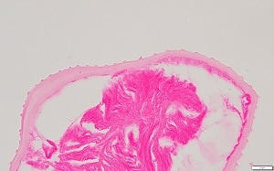 SQ_Du_B Figure B