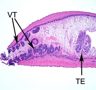 Echinostoma_tissue_BAM3.jpg Figure C:Higher magnification of the posterior end of the specimen in Figure A. Notice the vitelline glands (VT) and lobed testes (TE).