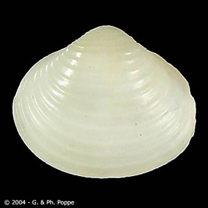 Corbicula_Conchology_B.jpg Figure E: <em>Corbicula</em> sp. This bivalve genus has been recorded as a second intermediate host for <em>E. echinatum</em> (=<em>lindoense</em>). Image courtesy of Conchology, Inc, Mactan Island, Philippines.