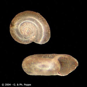 Gyraulus_Conchology_A.jpg Figure C: <em>Gyraulus</em> sp. This snail genus has been recorded as an intermediate host for <em>E. cinetorchis</em>. Image courtesy of Conchology, Inc, Mactan Island, Philippines.