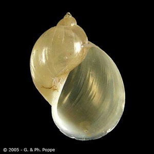 Radix_Conchology_A.jpg Figure B: <em>Radix</em> sp. This snail genus has been recorded as a first intermediate host for <em>Echinostoma Hortense</em> and a second intermediate host for E. <em>cinetorchis</em>. Image courtesy of Conchology, Inc, Mactan Island, Philippines.