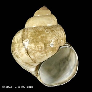 Viviparus_Conchology_A.jpg Figure D: <em>Viviparus</em> sp. This snail genus has been recorded as a second intermediate host for <em>E. cinetorchis</em> and <em>E. hortense</em>. Image courtesy of Conchology, Inc, Mactan Island, Philippines.