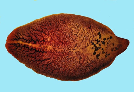 Figure B: Adult of <em>F. hepatica</em> stained with carmine.