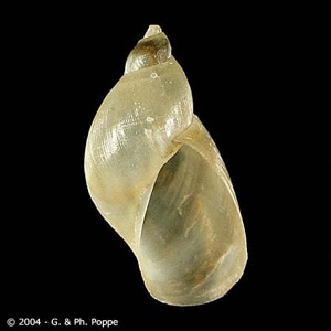 Figure D: Pseudosuccinea columella, a lymnaeid snail that has been introduced into South America and serves as an intermediate host for <em>F. hepatica</em> in Venezuela and Colombia. Image courtesy of Conchology, Inc, Mactan Island, Philippines.