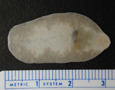 Figure B: Adult fluke of F. buski.