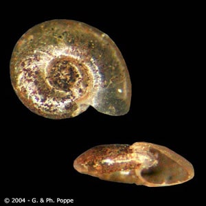 Figure B: Snail in the genus Segmentina, an intermediate host for <em>F. buski</em>. Image courtesy of Conchology, Inc, Mactan Island, Philippines.