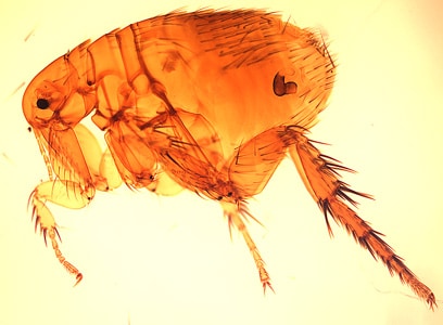 Figure A: The Oriental rat flea, <em>Xenopsylla cheopis</em>.