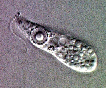 N_fowleri_flag_troph_Vish1.jpg Figure C: Ameboflagellate trophozoite of <em>N. fowleri</em>.