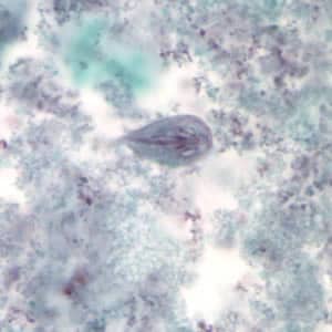 Giardia_troph_tric.jpg Figure A: <em>G. duodenalis</em> trophozoite stained with trichrome.