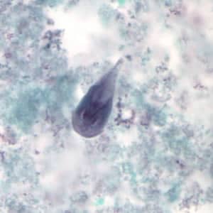 Giardia_troph_tric2.jpg Figure B: <em>G. duodenalis</em> trophozoite stained with trichrome.
