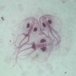 Giardia_troph_giemsa.jpg Figure B: <em>G. duodenalis</em> trophozoites in a Giemsa stained mucosal imprint