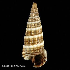 Figure A: <em>Cerithideopsilla cingulata</em>, an intermediate host for <em>H. heterophyes</em> in southeast Asia. Image courtesy of Conchology, Inc, Mactan Island, Philippines