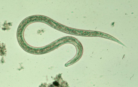 Hookworm_filariform_C.jpg Figure C