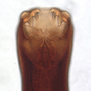 A_caninum_head.jpg Figure A