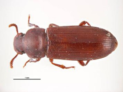 Figure A: <em>Tribolium confusum</em>, a common intermediate host for <em>Hymenolepis</em> spp. <em>Tribolium</em> and related genera breed in cereals, grains, and grain-based snack foods and are easily ingested by humans and rodents. Since these food products are usually not heated prior to consumption, cysticeroids within the beetles remain viable and infective. Image courtesy of Parasite and Diseases Image Library, Australia.