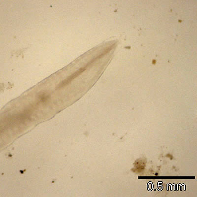 Case151_C.jpg Figure C