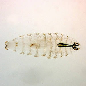 Case152_A.jpg Figure A