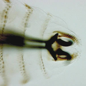 Case152_C.jpg Figure C