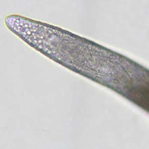 Case159_C.jpg Figure C