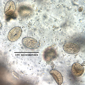 Case172_F.jpg Figure F