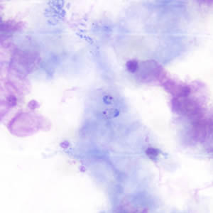 Case190_A.jpg Figure A