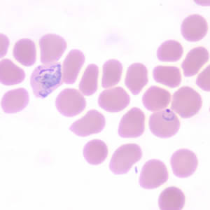 Case190_C.jpg Figure C