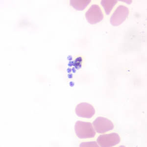 Case190_G.jpg Figure G