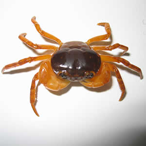 January - 2007 - Case #195 A patient complaining of intermittent symptoms including coughing up blood, fever, and other vague "flu-like" symptoms saw a physician. The patient reported working at a sushi restaurant and eating a raw crab on a dare.